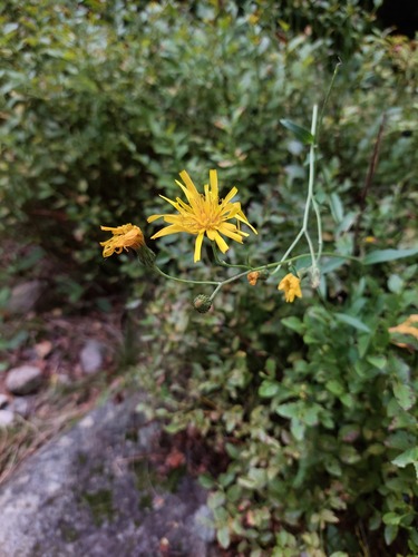 Hieracium laevigatum, 2026-09-03