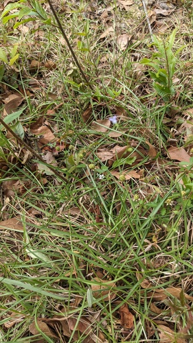 Wahlenbergia marginata, photograph 4