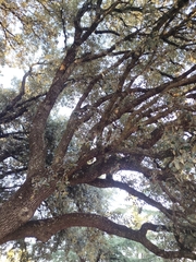author not stated, no rights reserved Quercus × autumnalis, photograph author not stated, no rights reserved