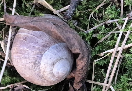 Roman Snail