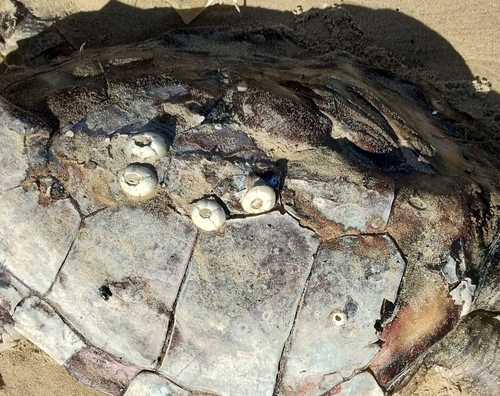 Turtle Barnacle