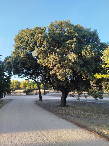 Quercus × autumnalis, photograph 5