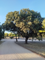 author not stated, no rights reserved Quercus × autumnalis, photograph author not stated, no rights reserved