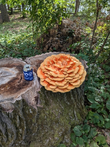 chicken of the woods