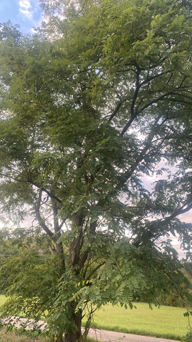 black locust