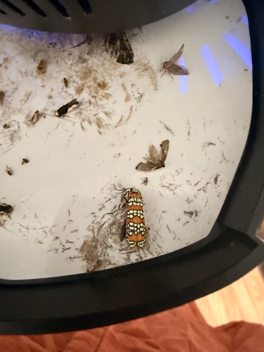 Ailanthus Webworm Moth