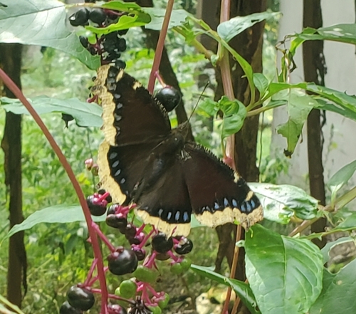 Mourning Cloak