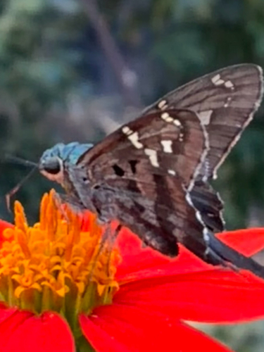 Long-tailed Skipper