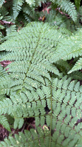 intermediate wood fern