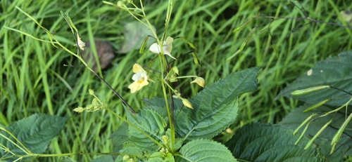small balsam