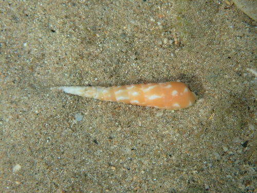Terebra dimidiata observed 2026-09-05