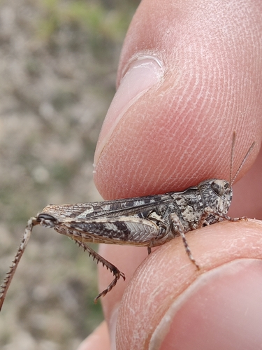 Mottled Grasshopper