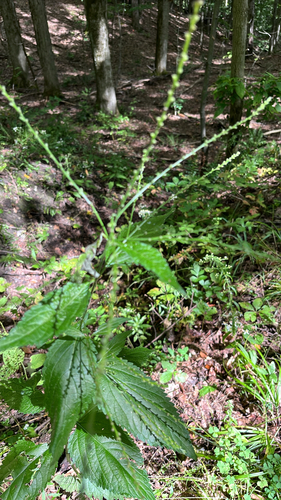 white vervain