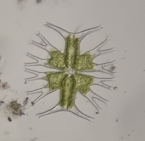 Micrasterias furcata, 2026-08-30