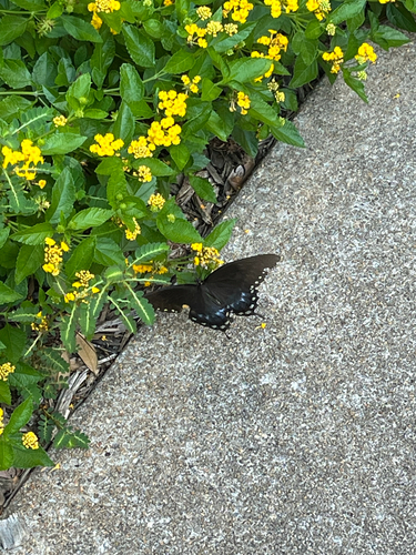 Spicebush Swallowtail