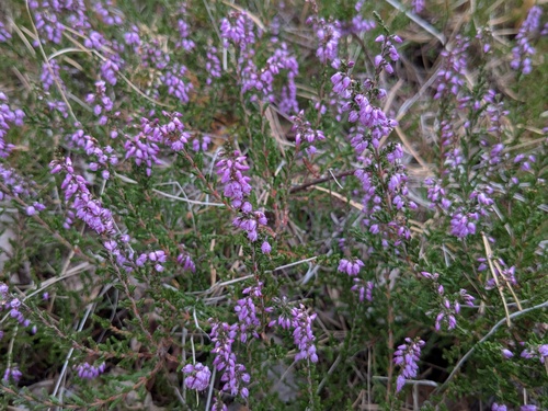 common heather