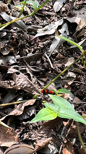 Common Eastern Velvet Ant