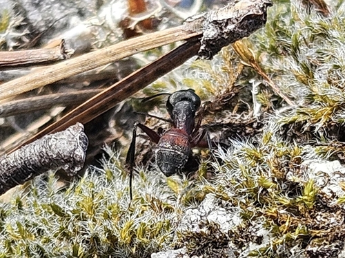 Blood-spotted Sugar Ant