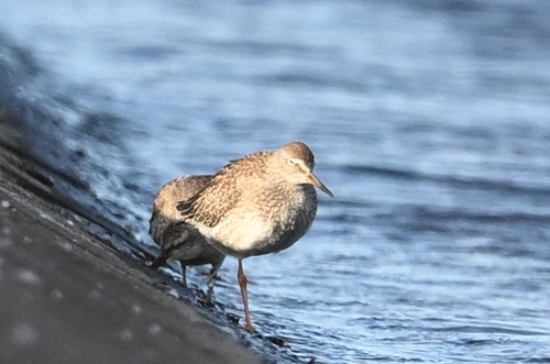 Common Redshank