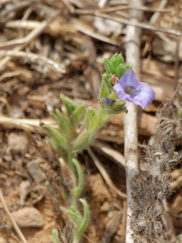 purple viper's-bugloss