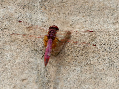 Violet Dropwing
