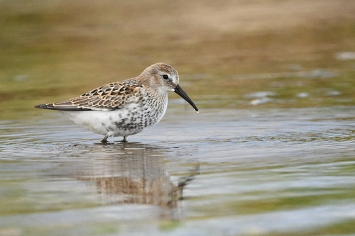Dunlin