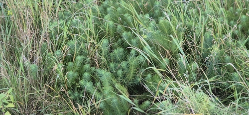 cypress spurge