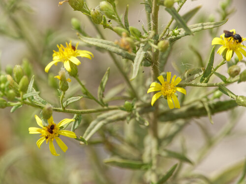 false yellowhead
