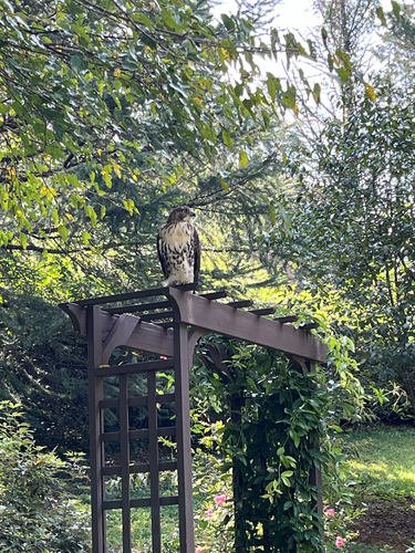 Red-tailed Hawk