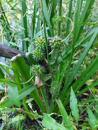 Sparganium erectum, photograph 5