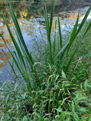 Sparganium erectum, photograph 6