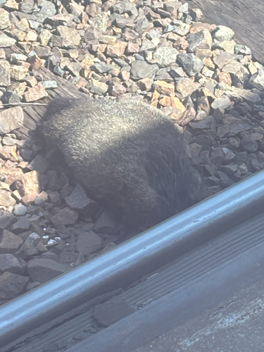Groundhog