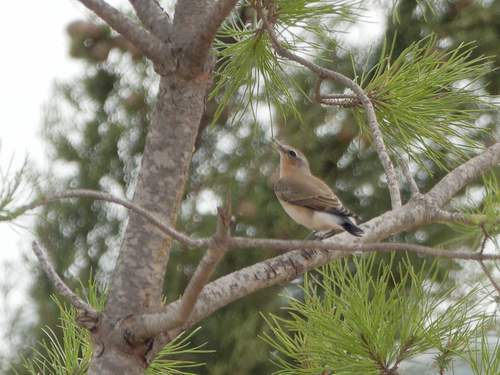 Northern Wheatear