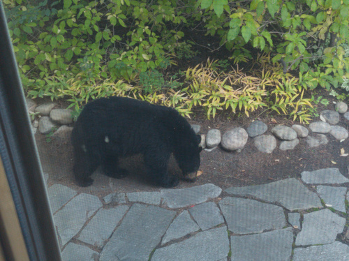 Black Bear sighting near Division No. 6, AB