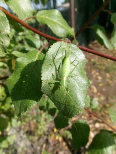 Southern Oak Bush-cricket