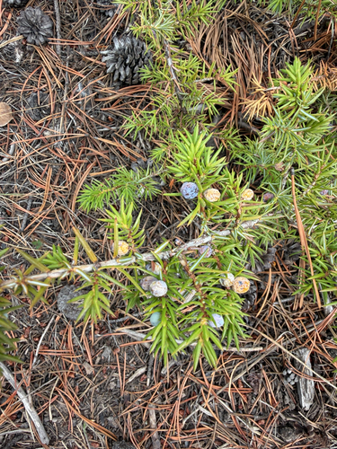 common juniper