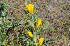 Scolymus grandiflorus