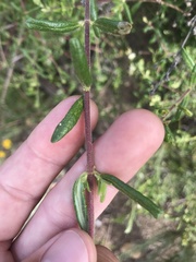Lonicera subspicata subspicata