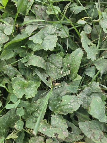 ground-ivy