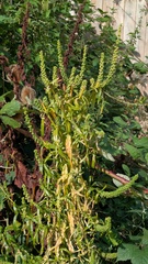 Reseda luteola, photograph (c) guywallbanks, some rights reserved (CC BY)