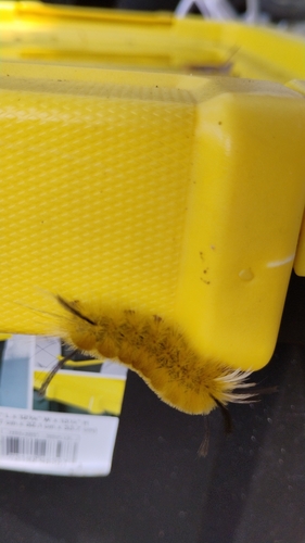 Banded Tussock Moth