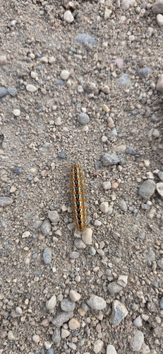 Marsh Dagger