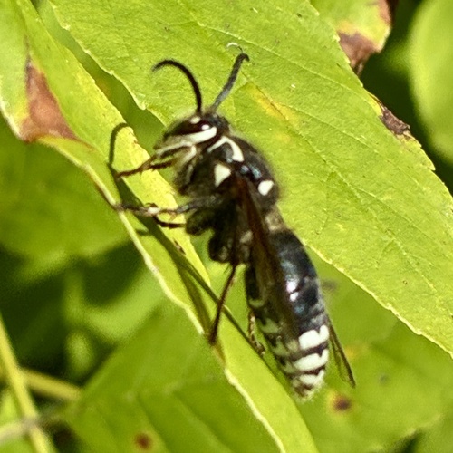 Bald-faced Hornet