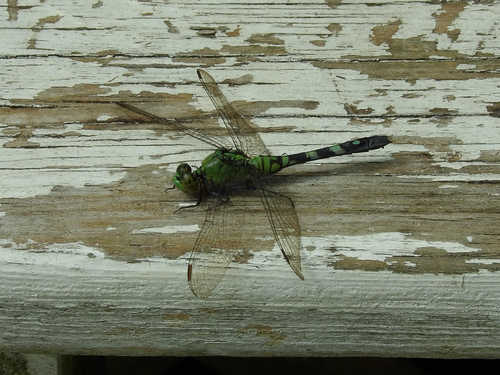 Eastern Pondhawk