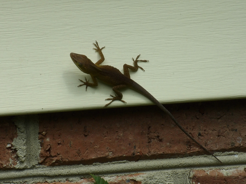 Green Anole