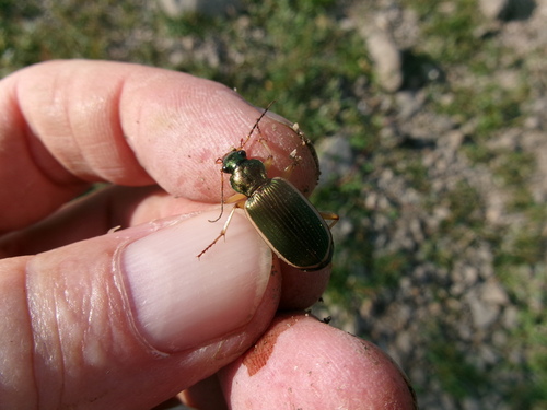 Chlaenius spoliatus