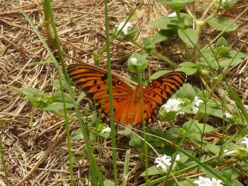 Gulf Fritillary