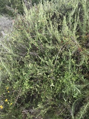 Lonicera subspicata subspicata