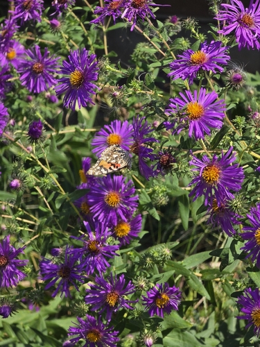 Painted Lady