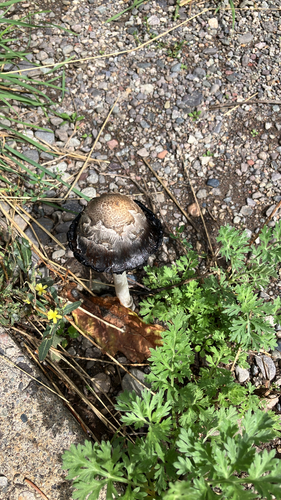 Shaggy Mane
